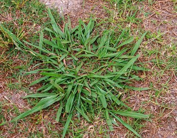 Dallisgrass