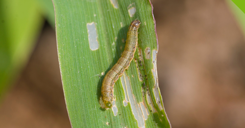 armyworm on grass