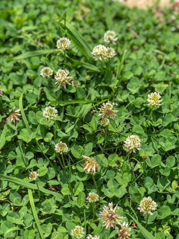 White Clover