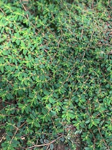 Spotted Spurge