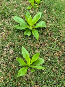 Burnweed Fireweed