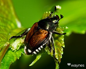 Japanese Beetle