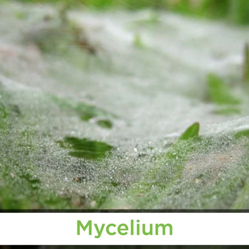 Mycelium