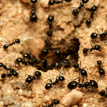 how to get rid of ants in the house