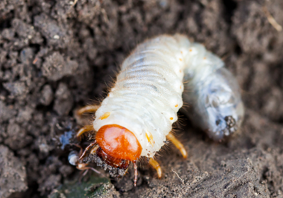 grubs in my lawn