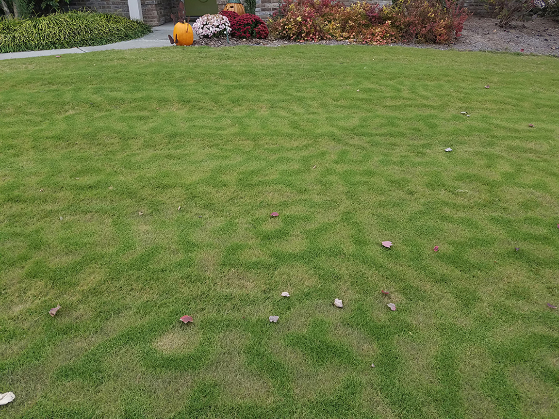 771 Odd Pattern In Your Lawn 2