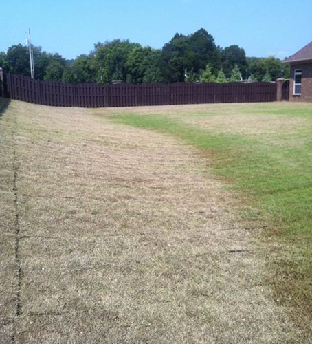 yard with armyworms