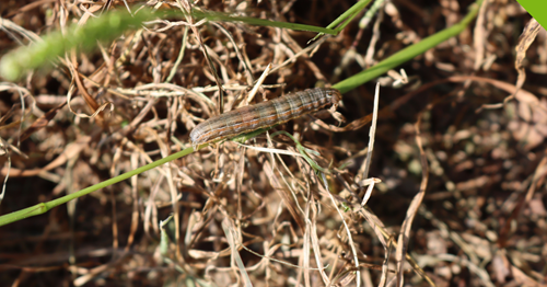 armyworm in grass