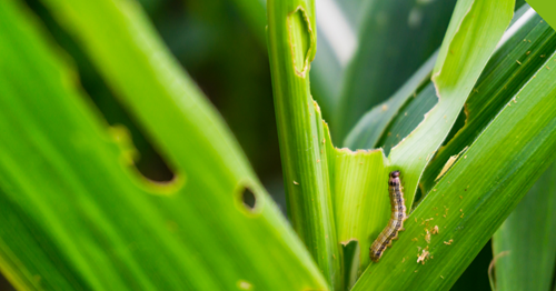 armyworm in grass