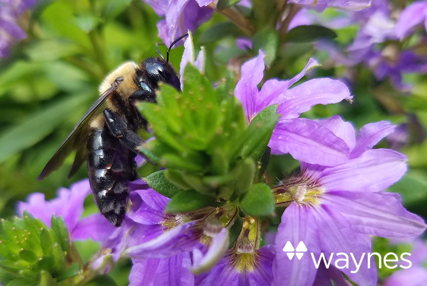 887 Carpenter Bees