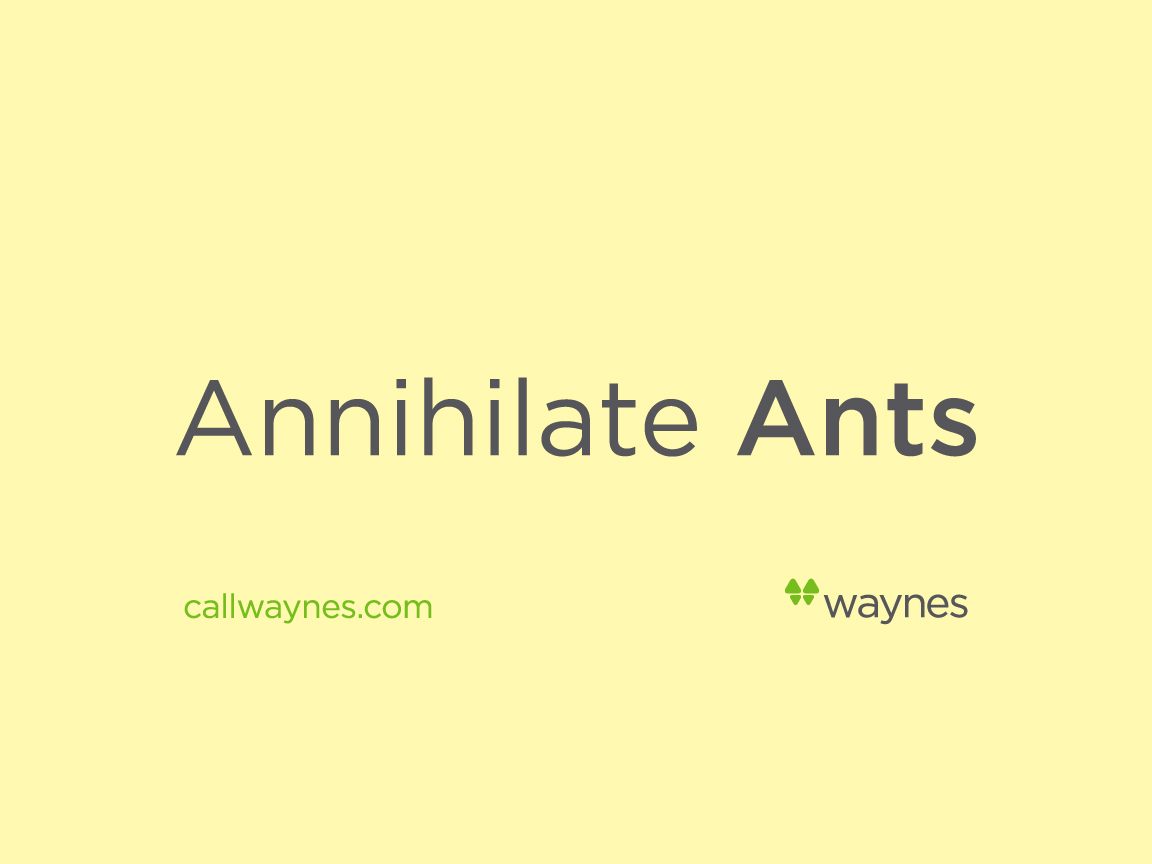 727 What You Need To Know About Fire Ants 7