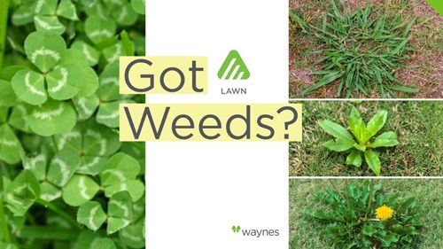 Got Weeds?